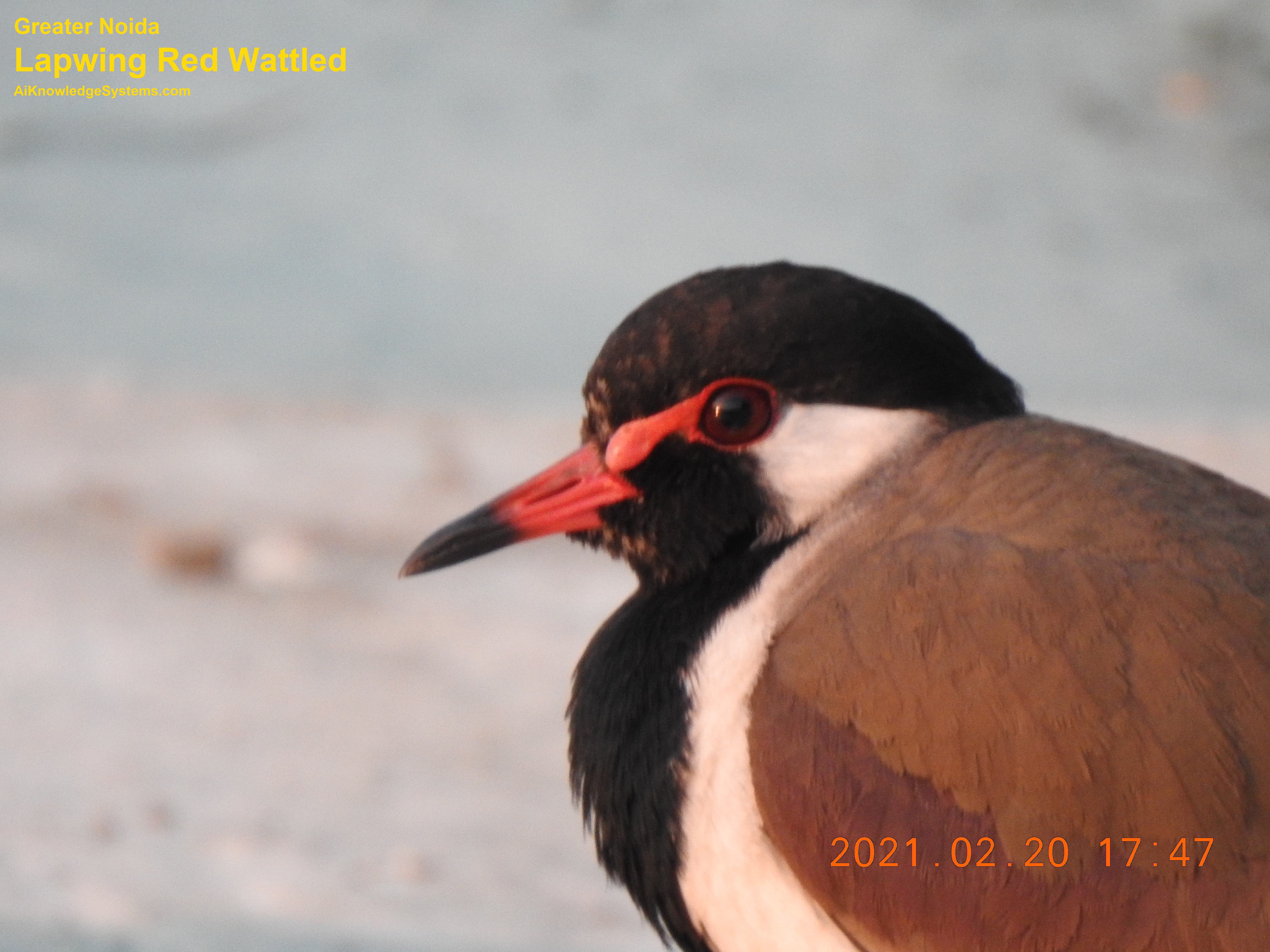 Lapwing Red Wattled (17) Coming Soon